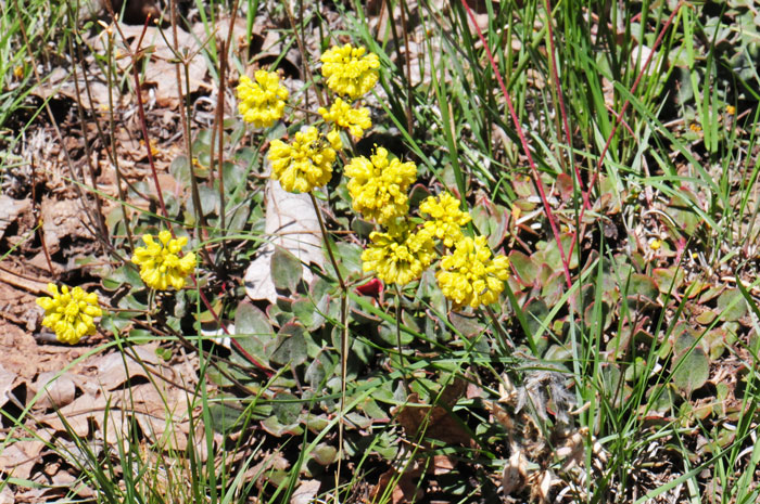 Eriogonum umbellatum, Sulphur-Flower Buckwheat